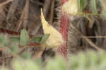 Tennessee milkvetch